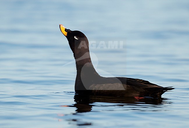 Zwemmend mannetje Grote Zee-eend; Male Velvet Scoter swimming stock-image by Agami/Markus Varesvuo,
