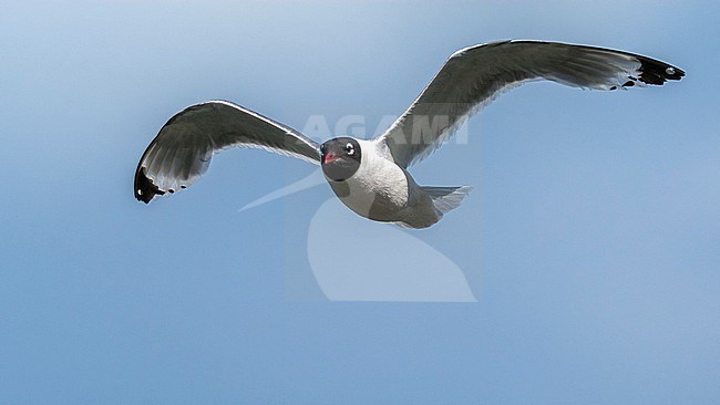 Second summer Franklin's Gull flying over a canal near Gent, Oost-Vlanderen, Belgium. July 12, 2009. stock-image by Agami/Vincent Legrand,