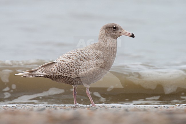 Eerste winter Grote Burgemeester; First winter Glaucous Gull stock-image by Agami/Arnold Meijer,