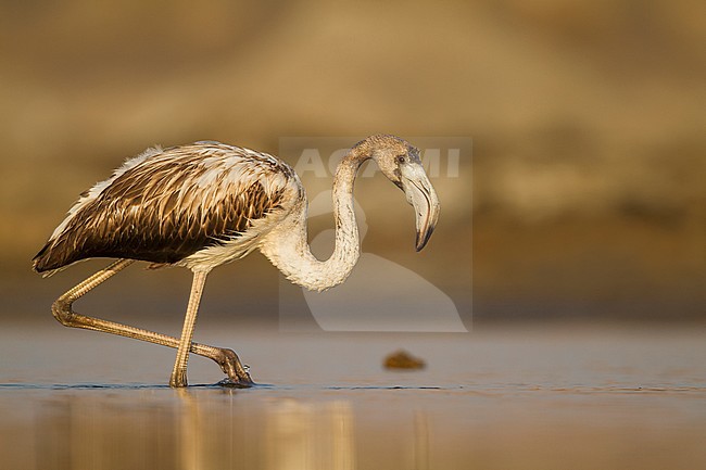 Greater Flamingo - Rosaflamingo - Phoenicopterus roseus, Oman, 1st cy stock-image by Agami/Ralph Martin,