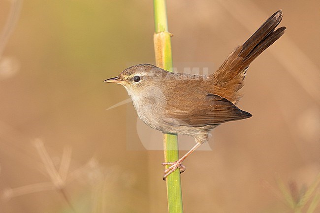 Cetti's Warbler (Cettia cetti), side view of an adult perched on a reed, Campania, Italy stock-image by Agami/Saverio Gatto,