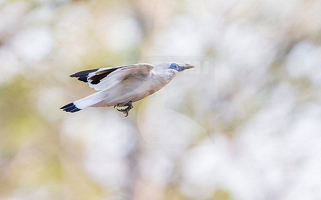 Bali Myna (Leucopsar rothschildi) in flight in Bali Barat National Park. stock-image by Agami/Lennart Verheuvel,