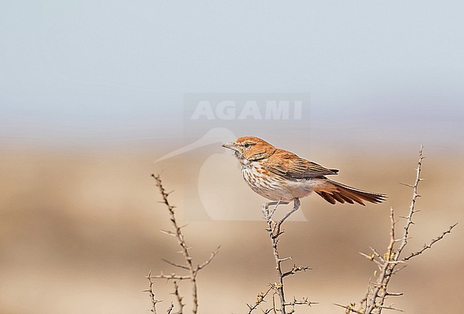 Red Lark (Calendulauda burra) in South Africa. Also known as the ferruginous lark or ferruginous sand-lark. stock-image by Agami/Pete Morris,