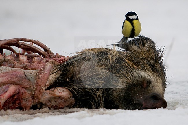 Koolmees op kadaver van zwijn; Great Tit on dead Boar stock-image by Agami/Han Bouwmeester,