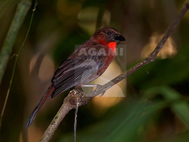 Red-throated Ant-tanager, Habia fuscicauda stock-image by Agami/Greg & Yvonne Dean,