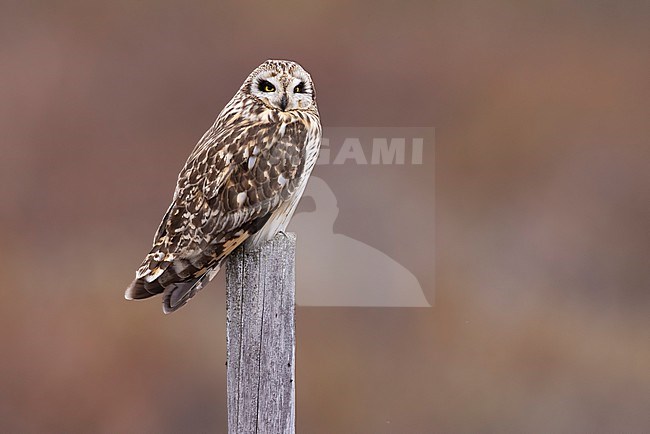 Short-eared Owl (Asio flammeus) in Norway. stock-image by Agami/Daniele Occhiato,