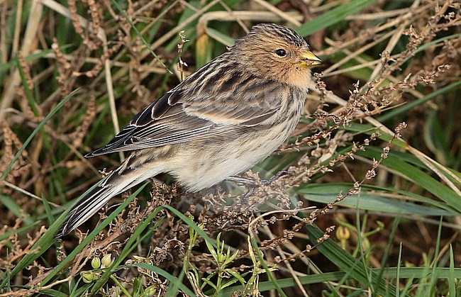 Twite (Linaria flavirostris), sitting, seen from the side. stock-image by Agami/Fred Visscher,