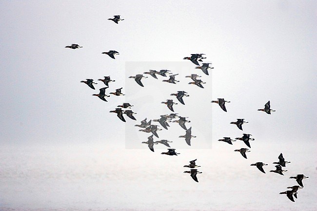 Grote groep Roodhalsganzen overwinterent in Bulgarije; Flock of Red-breasted Geese (Branta ruficollis) wintering in Bulgaria stock-image by Agami/Bas van den Boogaard,