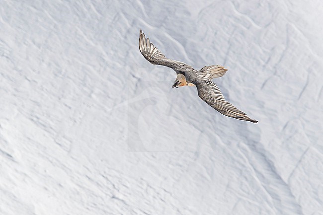 Adult  Bearded Vulture (Gypaetus barbatus) flying over snow covered moutain landscape in the swiss alps. stock-image by Agami/Marcel Burkhardt,