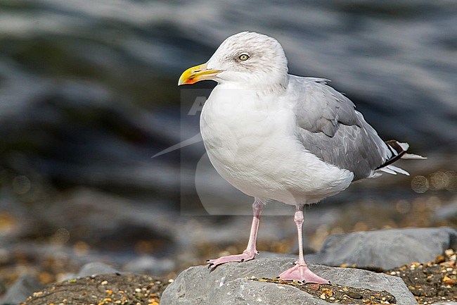 Zilvermeeuw, Herring Gull stock-image by Agami/Menno van Duijn,
