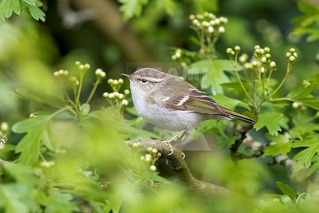Adult Yellow-browed Warbler perching pn a branch in Brussels, Belgium. April 2017. stock-image by Agami/Vincent Legrand,