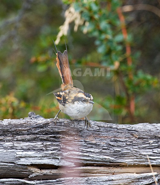 Doornstaartrayadito, Thorn-tailed Rayadito, Aphrastura spinicauda stock-image by Agami/Marc Guyt,