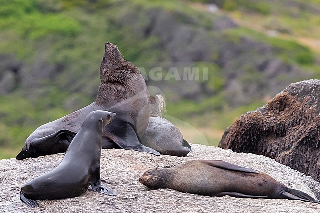 Cape Fur Seal (Arctocephalus pusillus), a male and three female resting on a rock, Western Cape, South Africa stock-image by Agami/Saverio Gatto,