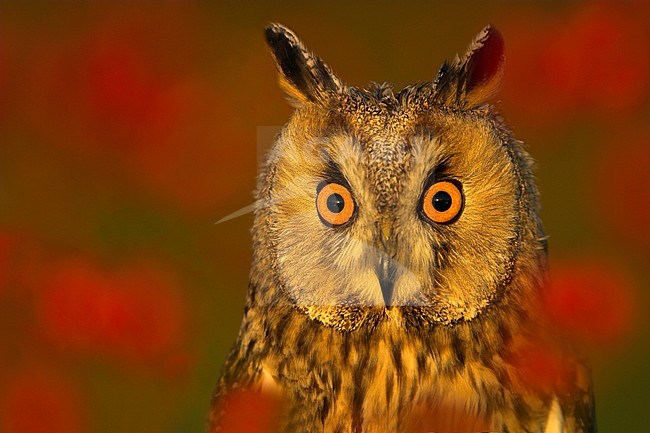 Portrait of an adult Long-eared Owl (Asio otis) seen up close with a colorful red background. Showing two tufts. stock-image by Agami/Danny Green,