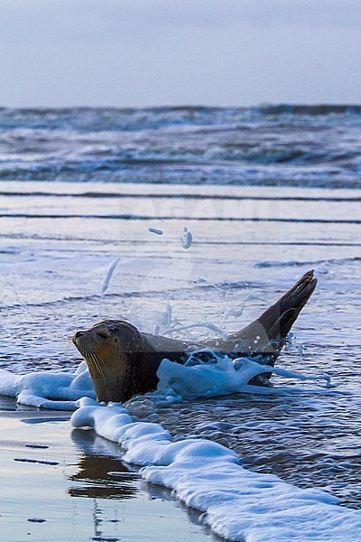 Common Seal, Phoca vitulina, immature animal resting on the beach with high tide at sunset during storm. Animal lying on the shireline while being hit by the waves of the high tide with foam flying around stock-image by Agami/Menno van Duijn,