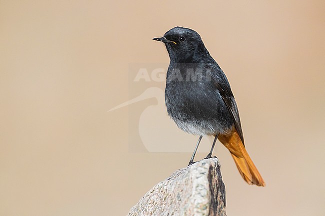Black Redstart (Phoenicurus ochruros gibraltariensis), adult male standing on a stone stock-image by Agami/Saverio Gatto,