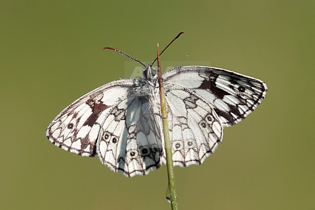Dambordje in de vegetatie, Marbled White in the vegetation stock-image by Agami/Theo Douma,