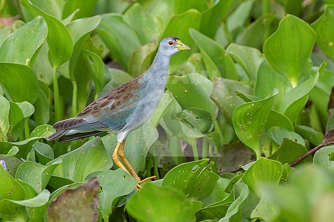 Azure Gallinule (Porphyrio flavirostris) at Leticia, Amazonas, Colombia. stock-image by Agami/Tom Friedel,