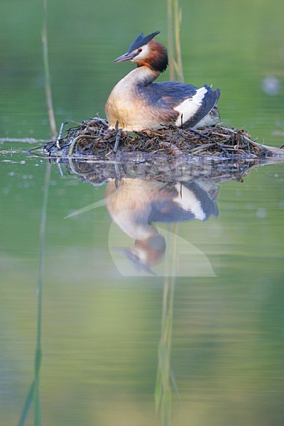 Fuut op nest; Great Crested Grebe on nest stock-image by Agami/Menno van Duijn,