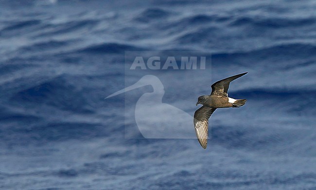 Madeiran Storm-Petrel (Oceanodroma (sub)species unknown) Madeira Portugal August 2012 stock-image by Agami/Markus Varesvuo,