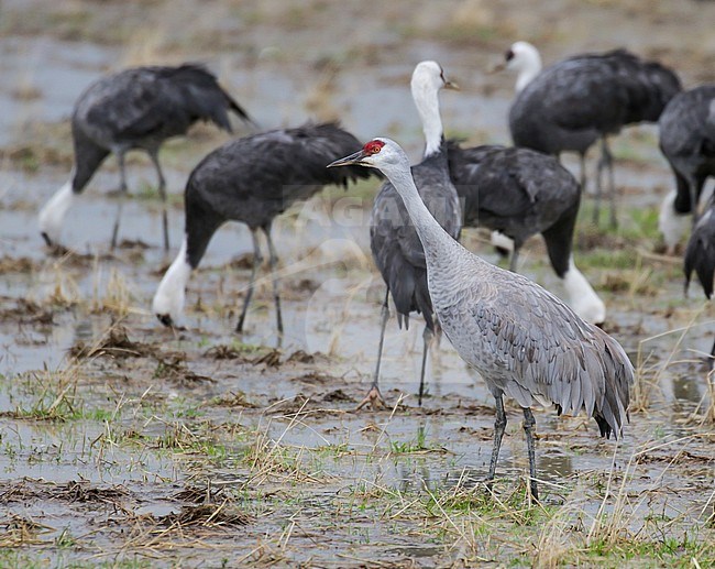 Wintering Sandhill Crane (Grus canadensis) on Hokkaido, Japan. stock-image by Agami/Pete Morris,