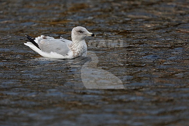 zilvermeeuw; Herring Gull stock-image by Agami/Chris van Rijswijk,