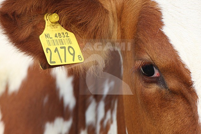 Koe close-up; Cow close up stock-image by Agami/Chris van Rijswijk,