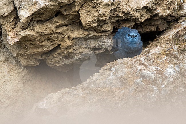 Blue Rock Thrush; Blauwe Rotslijster; Monticola solitarius stock-image by Agami/Oscar Díez,