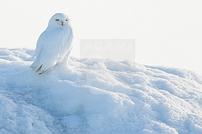 Adult Snowy Owl (Bubo scandiacus) on the arctic tundra near Barrow in northern Alaska, United States. Pure snow white male. stock-image by Agami/Dubi Shapiro,