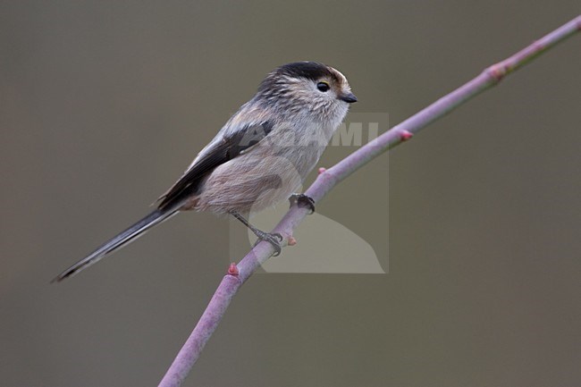 Italian Long-tailed Tit perched on a branch;  Italiaanse Staartmees zittend op een tak stock-image by Agami/Daniele Occhiato,