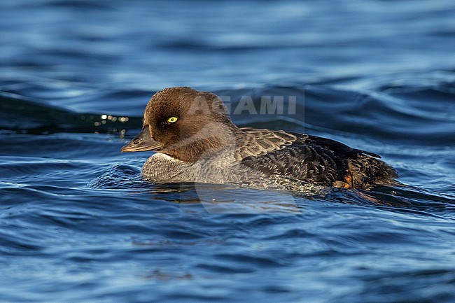 Barrow's Goldeneye (Bucephala islandica), side view of an adult female swimming in the water, Northeastern Region, Iceland stock-image by Agami/Saverio Gatto,