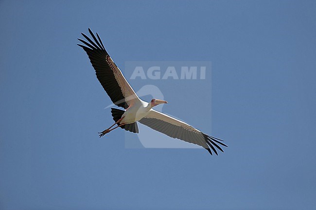 Adult Yellow-billed Stork (Mycteria ibis) in flight from below above Lake Chamo in Ethiopia stock-image by Agami/Mathias Putze,