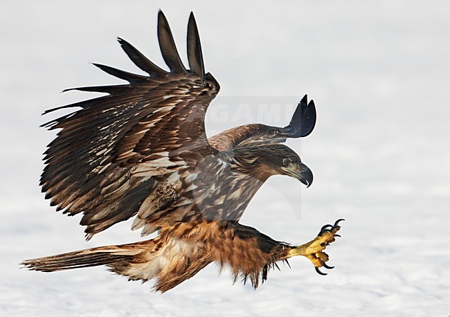 Zeearend onvolwassen landend; White-tailed Eagle immature landing stock-image by Agami/Markus Varesvuo,