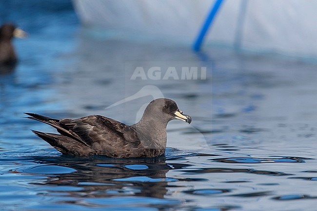 Westland Petrel (Procellaria westlandica) at sea in southern pacific ocean off Kaikoura in New Zealand. Swimming in front of a local tourist boat. stock-image by Agami/Marc Guyt,