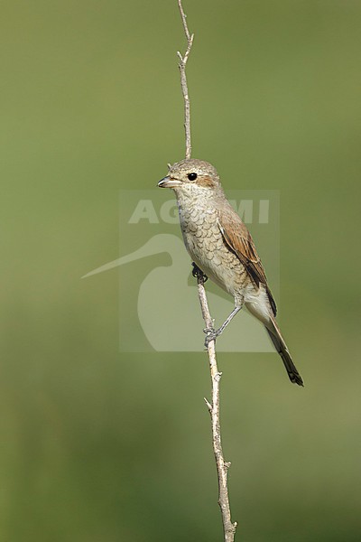 Grauwe Klauwier zittend op tak, Red-backed Shrike sitting on pearch, stock-image by Agami/Walter Soestbergen,
