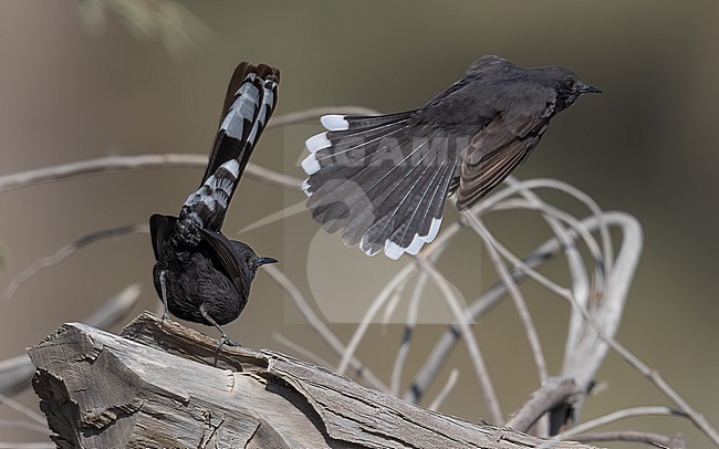 Arabian Black Scrub-Robin (Cercotrichas podobe melanoptera) perched inMutla'a Ranch, Kuwait. stock-image by Agami/Vincent Legrand,