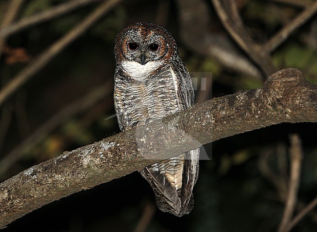 Mottled wood owl (Strix ocellata) perched in a tree stock-image by Agami/James Eaton,