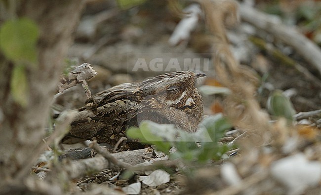 Red-necked Nightjar (Caprimulgus ruficollisat) resting on ground in Andalusia, Spain stock-image by Agami/Helge Sorensen,