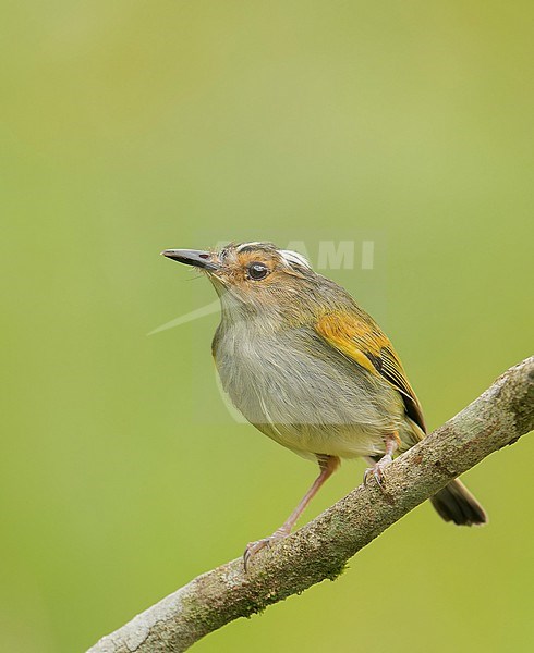 Rusty-fronted Tody-Flycatcher (Poecilotriccus latirostris caniceps) (subspecies) perched on a branch in Cusco,  Peru, South-America. stock-image by Agami/Steve Sánchez,