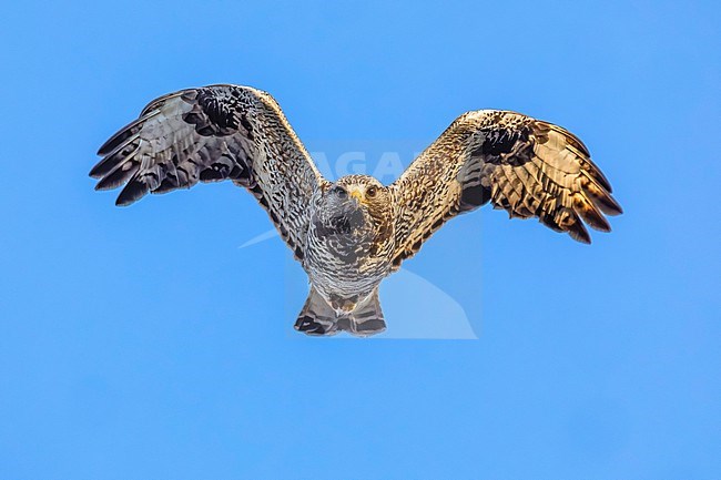 Rough-legged Buzzard (Buteo lagopus) in Norway. stock-image by Agami/Daniele Occhiato,
