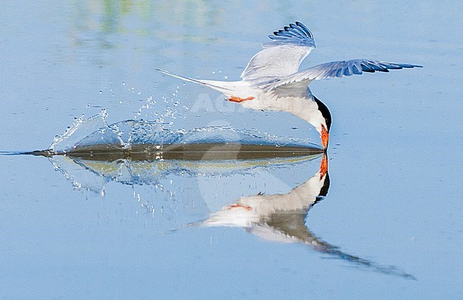 Adult Common Tern (Sterna hirundo) fishing in shallow water near Skala Kalloni on the island of Lesvos, Greece. stock-image by Agami/Marc Guyt,