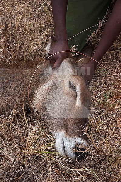 A wounded waterbuck is treated by Kenya Wildlife Services mobile veterinary unit. Voi, Kenya. stock-image by Agami/Sergio Pitamitz,