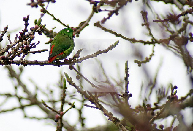 Wallace's Hanging Parrot (Loriculus flosculus) in the Lesser Sundas, Indonesia. stock-image by Agami/James Eaton,
