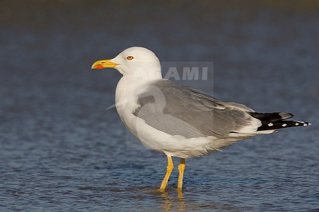 Volwassen Geelpootmeeuw; Adult Yellow-legged Gull stock-image by Agami/Arie Ouwerkerk,