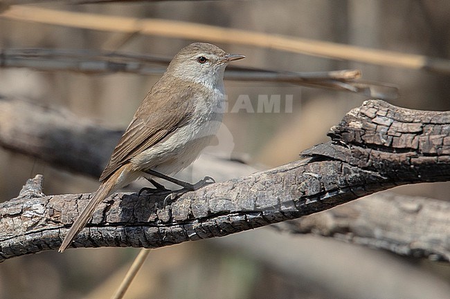 Lesser Swamp Warbler (Acrocephalus gracilirostris gracilirostris) at Pretoria, South Africa. stock-image by Agami/Tom Friedel,