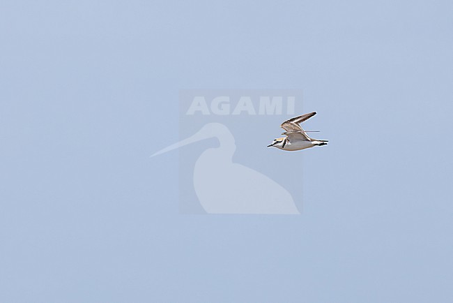 stock-image by Agami/Mathias Putze,