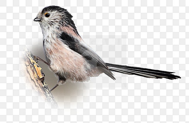 Long-tailed Tit (Aegithalos caudatus rosaceus) perched in Suffolk, Great Britain. stock-image by Agami/Bill Baston,