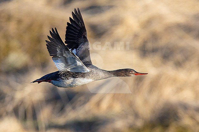 Red-breasted Merganser (Mergus serrator), side view of an adult female in flight, Northeastern Region, Iceland stock-image by Agami/Saverio Gatto,