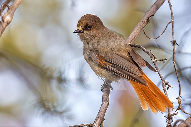 Siberian Jay (Perisoreus infaustus) in Lapland, Finland. stock-image by Agami/Daniele Occhiato,