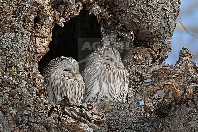 Ural Owl (Strix uralensis japonica) near Kushiro, Hokkaido, Japan. Pair sleeping in tree at their daytime roost. stock-image by Agami/Pete Morris,